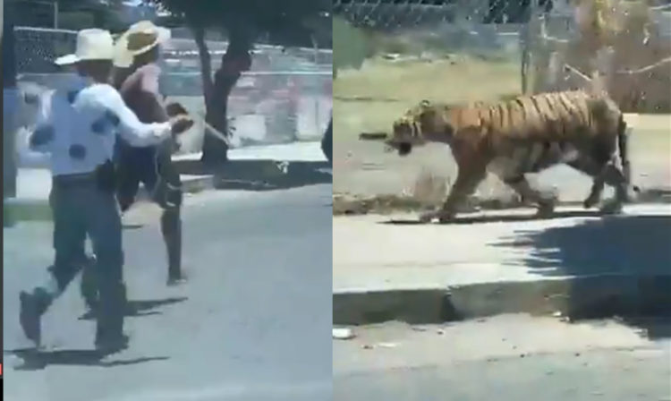 Al Estilo Jaripeo Intentan Capturar a Tigre