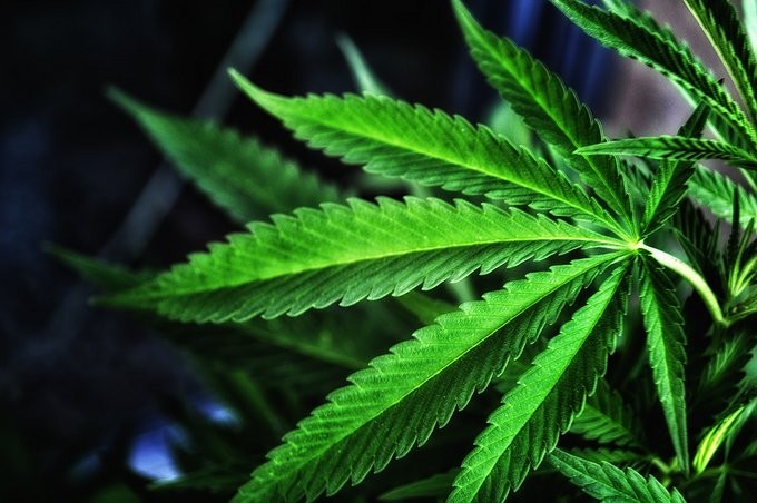 Cannabis. Foto Tomada de Once Noticias