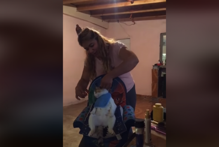 Práctica corte de pelo en Gatito