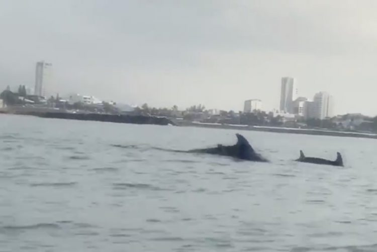 Delfines en Boca del Río | Captura de pantall