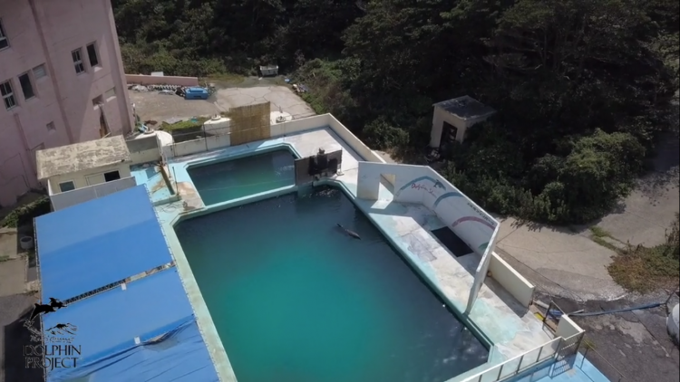 Tras 15 Años En Cautiverio, Muere Delfín En Acuario Abandonado