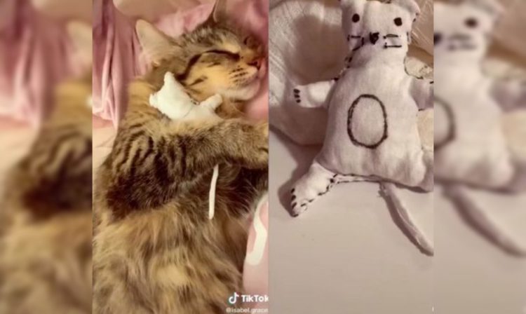 #Video A Gatita Se Le Mueren Su Crías, Le Hacen Un Bebé De Tela Pa’ Que No Se Deprima