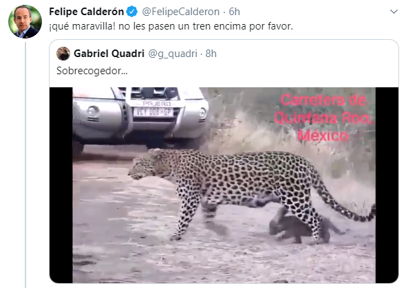 Tunden A Calderón, Pide Que Tren De AMLO No Aplaste A Leopardo… De Sudáfrica