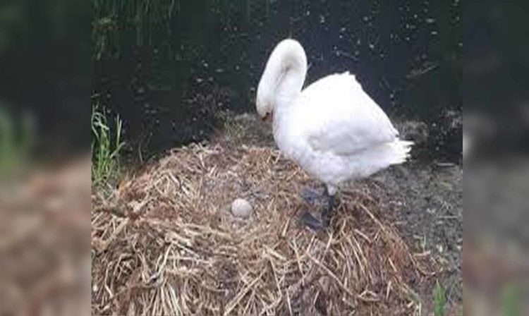 Cisne Muere De Tristeza Después De Que Unos Adolescentes Destrozaran Sus Huevos Con Ladrillos