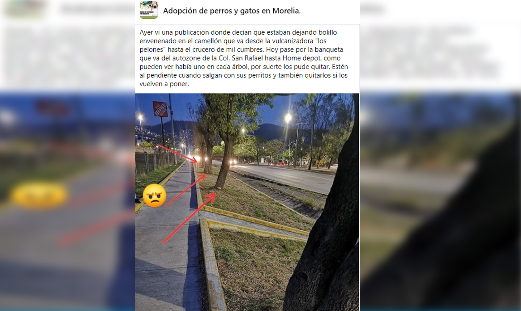 #Denúnciamesta Están Poniendo Bolillos Envenenados Para Matar Perritos En Morelia