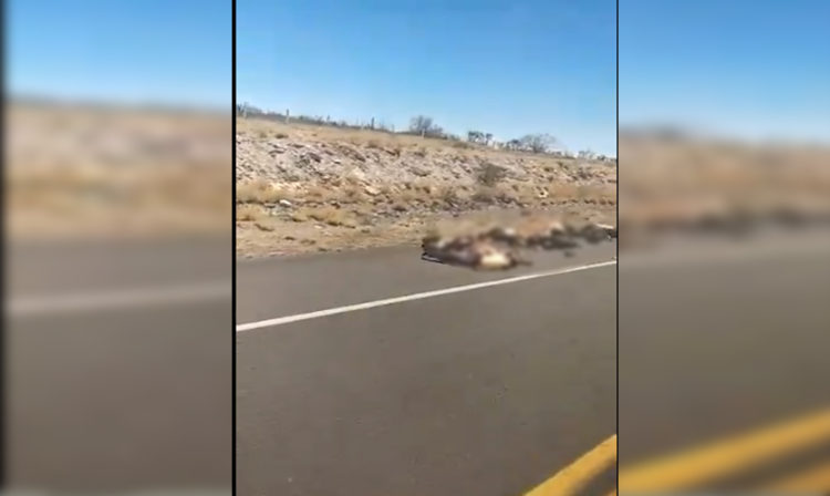 #Video Guerra En Sonora Deja 10 Muertos En La Carretera