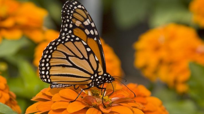 mariposa monarca