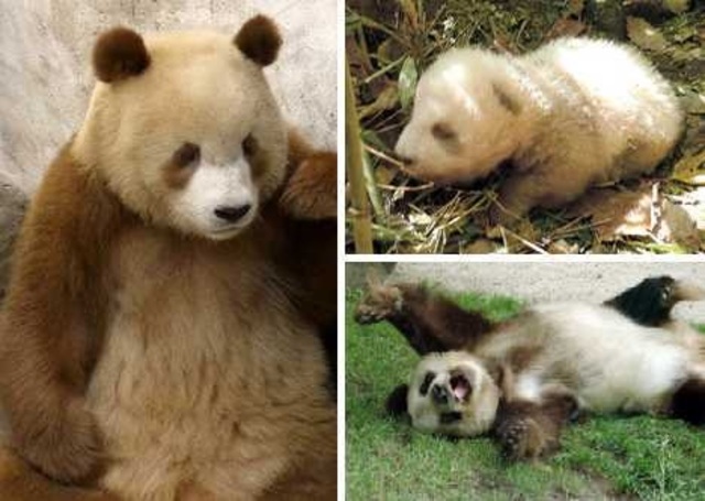 panda-cafe-2