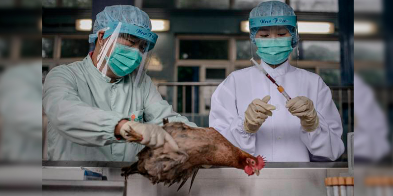 Masacre-De-Pollos-En-Japón-Por-Gripe-Aviar