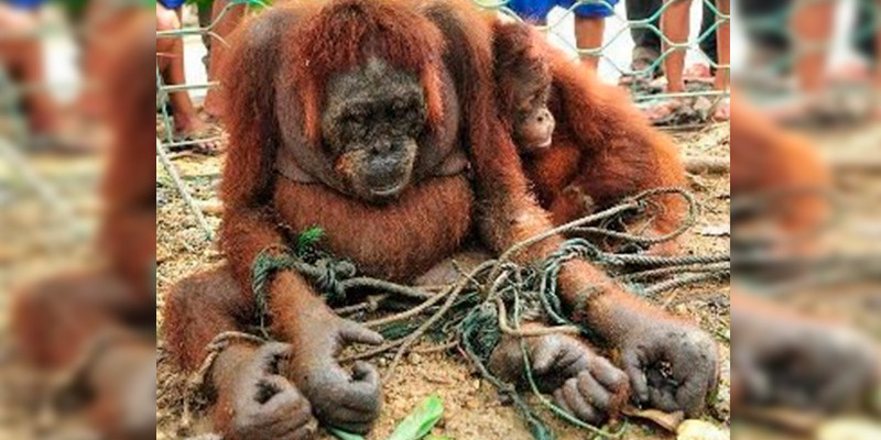 Orangutanes-Vestidos-De-Mujer-Son-Rentados-Como-Prostitutas-2