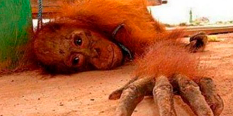 Orangutanes-Vestidos-De-Mujer-Son-Rentados-Como-Prostitutas