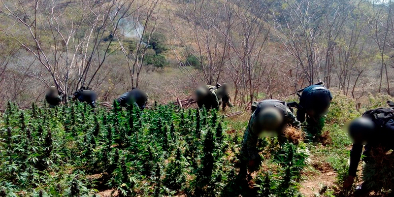 SSP-y-Sedena-incineran-plantas-de-marihuana-en-Arteaga