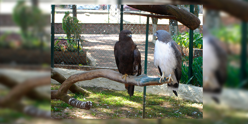 Zoológico-de-Morelia-Halcones