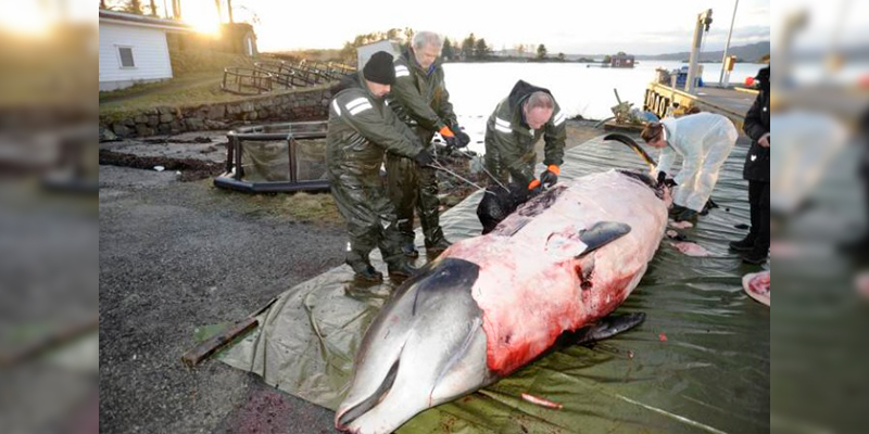 ballena-varada-Noruega