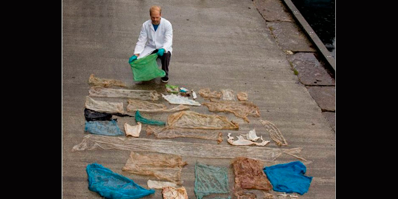 ballena-varada-bolsas-de-plástico-Noruega