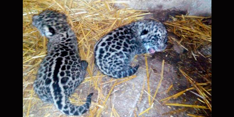 bebés-jaguares-San-Blas-Nayarit
