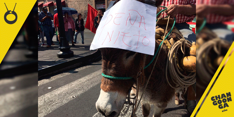 burro-Peña-Nieto-manifestacion-Morelia