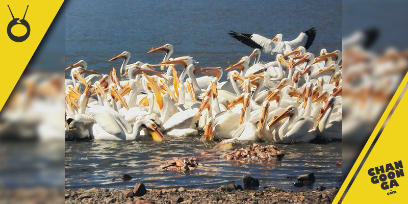 pelicano-borregón-Michoacán-2017