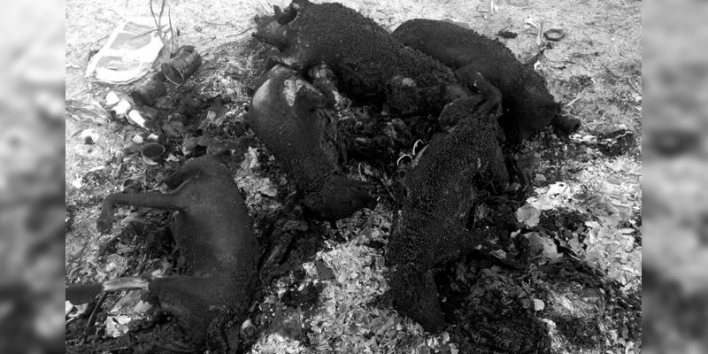 perros-calcinados-en-Sonora