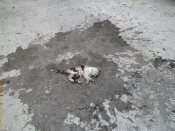 El gatito así quedó / foto de los vecinos proporcionada a Milenio