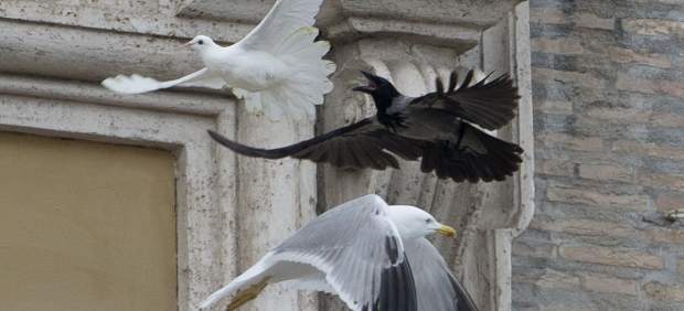 palomas de la paz en el vaticano