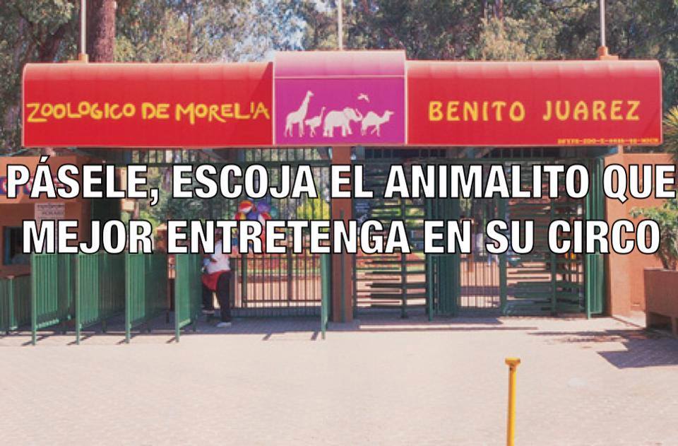 zoo morelia pasele ecoja su animal
