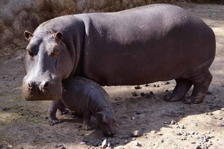 bebé hipopótamo zoológico de Morelia