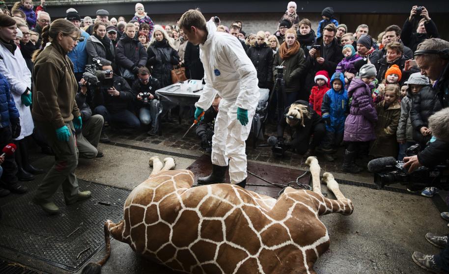 bebé jirafa asesinada en zoológico de Copenhague