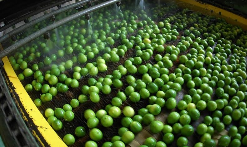 producción de limón en Michoacán