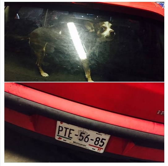 denuncia perro carro