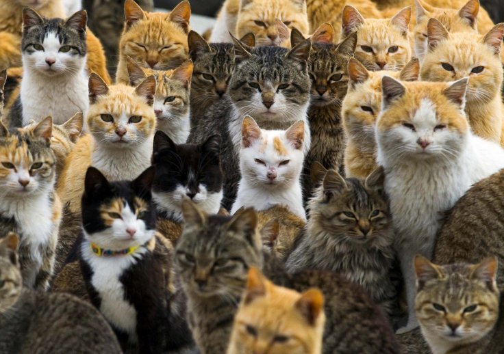 gatos australia