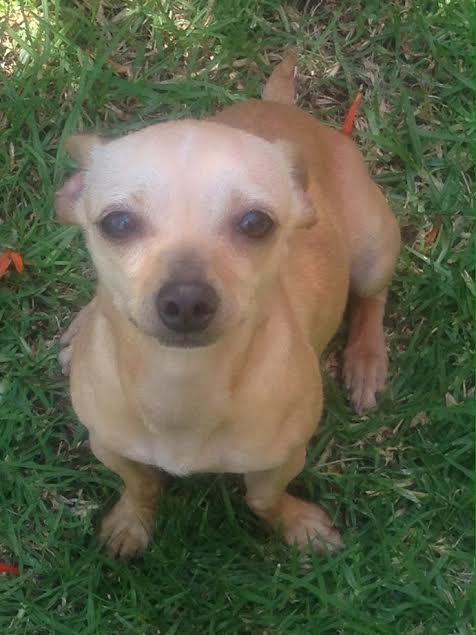rescate dalila