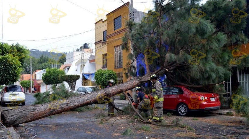 arbol carro la buena 2
