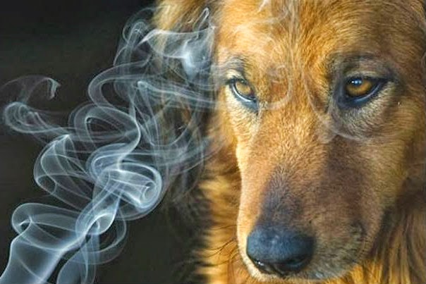 El Humo De tu Cigarrillo Afecta La Salud De Tu Mascota 1