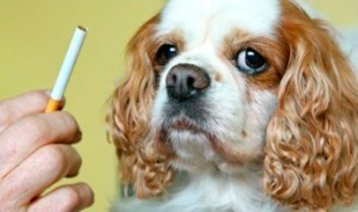 mascotas-cigarro