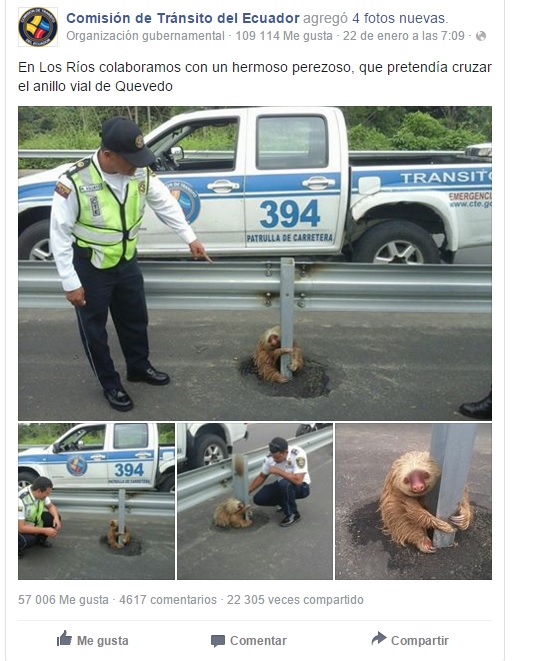 perezosos ecuador 5