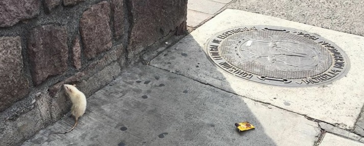 rata blanca centro morelia 2