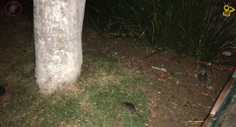 ratas poncho buena 2