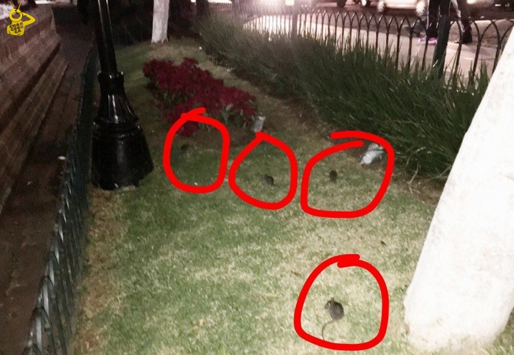 ratas poncho buena 23