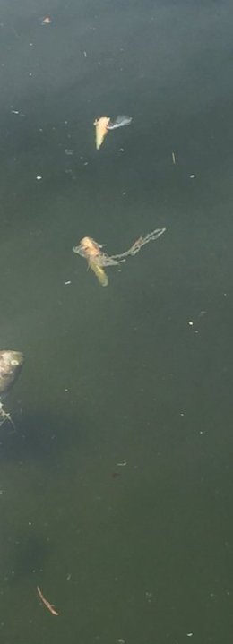 charales y tilapias lago del bosque de chapultepec