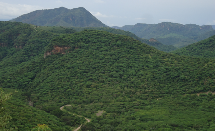 Comprometidos Con El Cuidado De Los Bosques, Gobierno De Michoacán