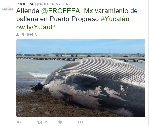 Profepa atiende el caso del varamiento de la ballena en el puerto de Yucatán