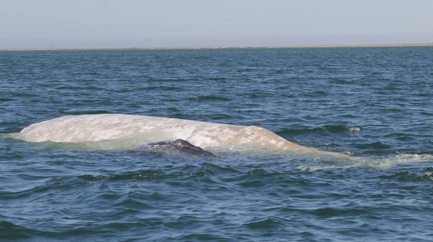 ballena albina mexico