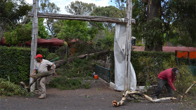 caida-arboles-Zoologico-de-Morelia
