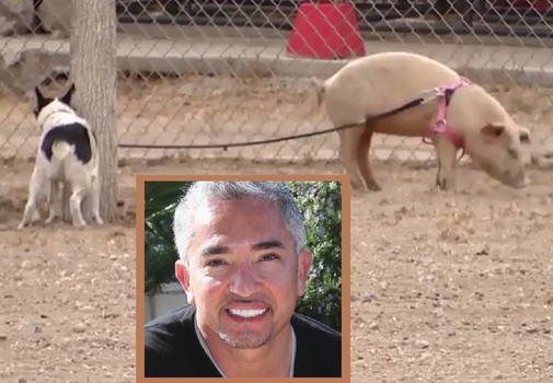 cesar millan bajo investigación 2
