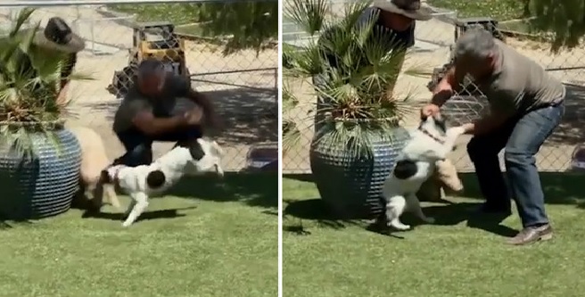 cesar millan bajo investigación 3