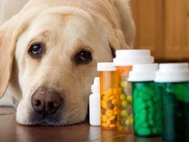perro medicinas