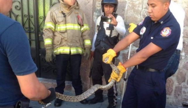 piton serpiente morelia
