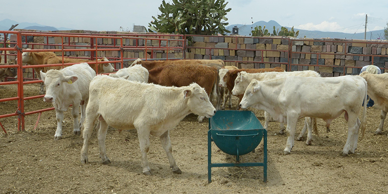 vacas-corral-expo-rural-morelia-2016