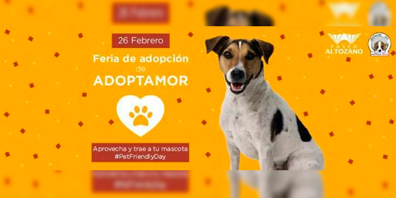 Adoptamor-Realizará-Una-Feria-De-Adopción-De-Mascotas